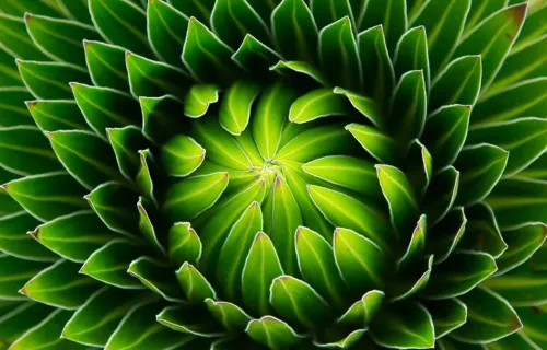 Abstract green flower