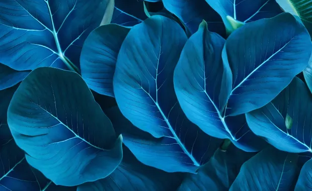 Up close view of blue leaves