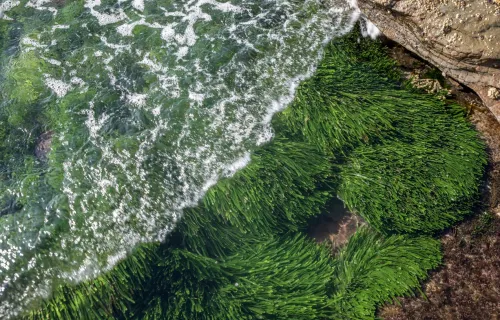 seaweed underwater near a rocky shore with ocean waves
