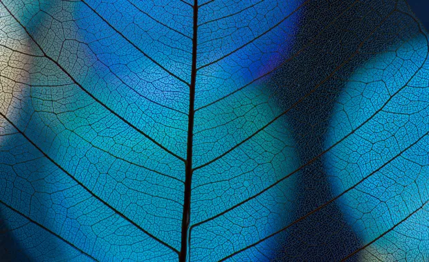 Close up view of a blue leaf