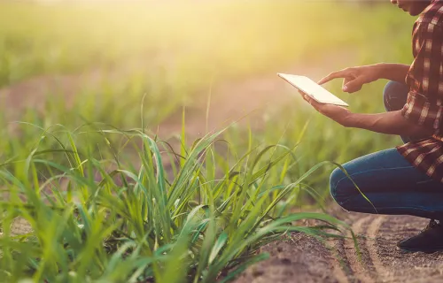 Person measuring crop growth with tablet device