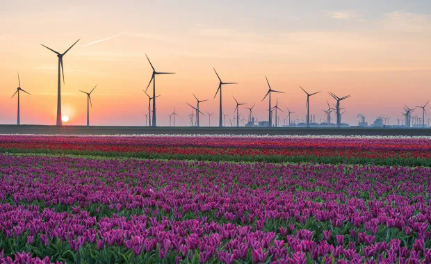 Vue des éoliennes dans un champ de fleurs avec coucher de soleil en arrière-plan